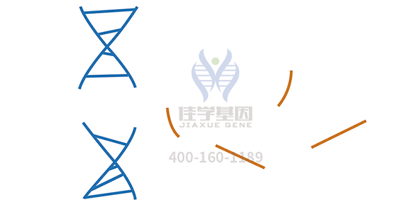 <b>【太阳成tyc234cctyc基因检测</b>